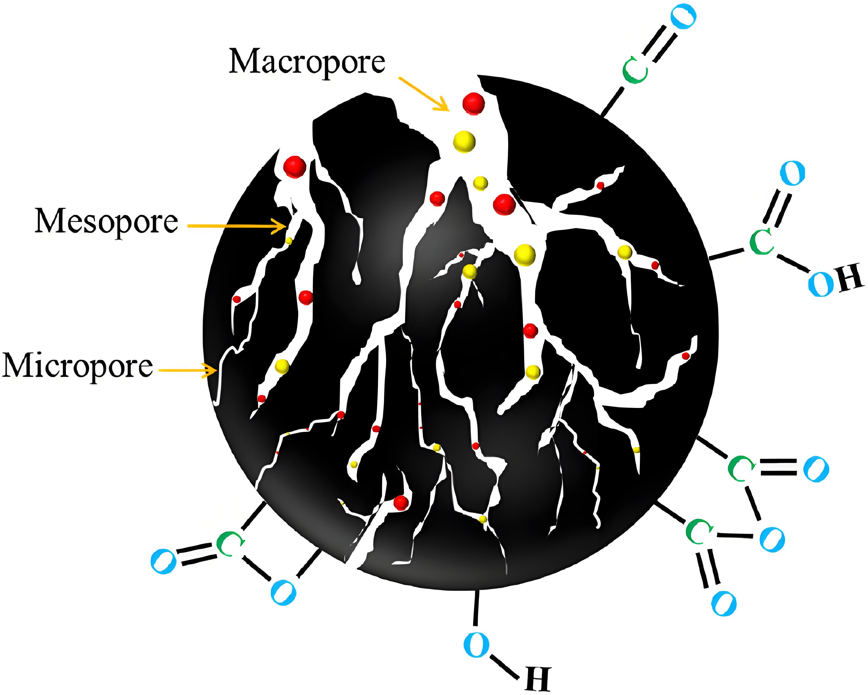 Schematic presentation of pore structure and surface functional groups of activated carbon.